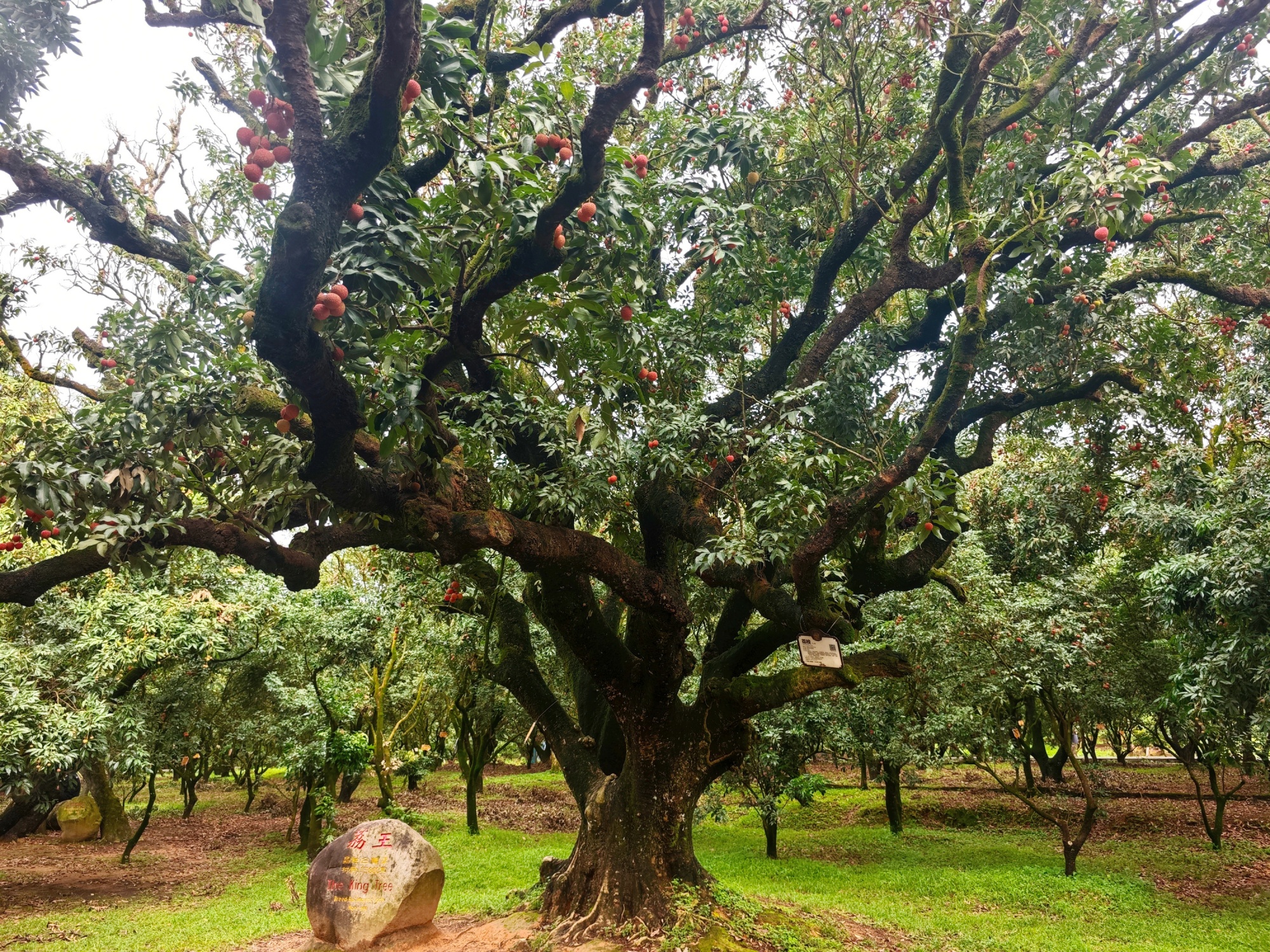 ??? ?? ?? ??? ? 800? ? ???? '???'? ??? ?? ???(??? ??? ??)