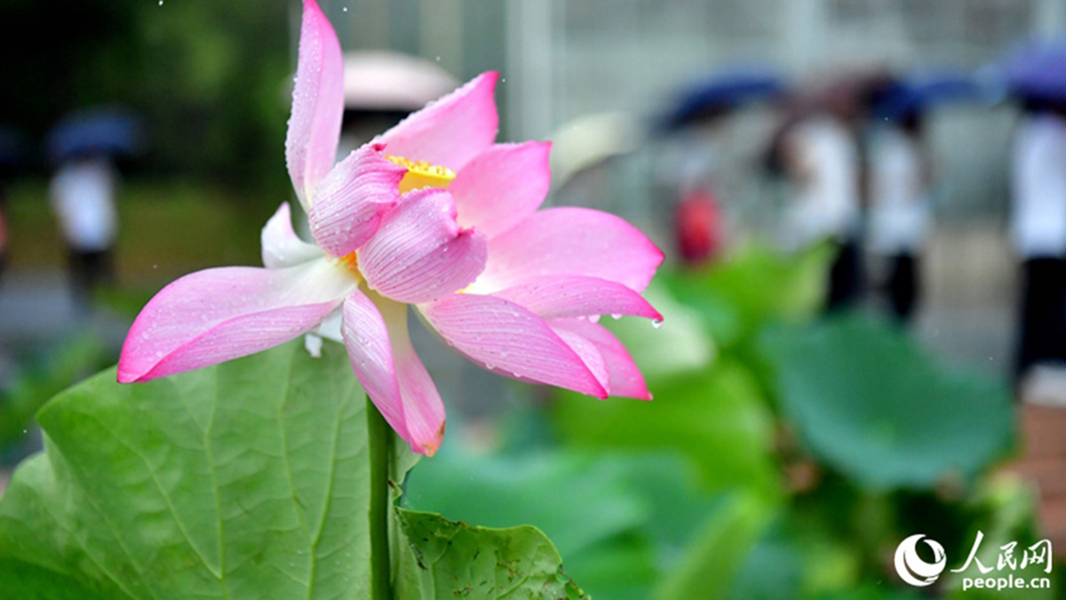 ????| ??? 500??? ??, ???? ??? ?